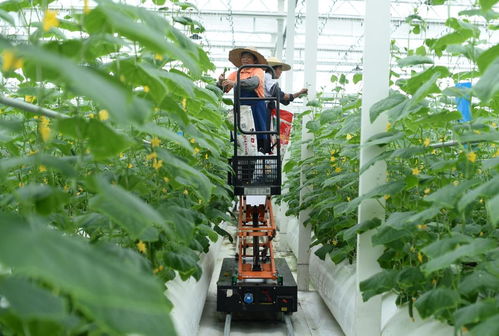 新華網長三角頻道 解碼旅游業務新生態，賦能區域文旅高質量發展
